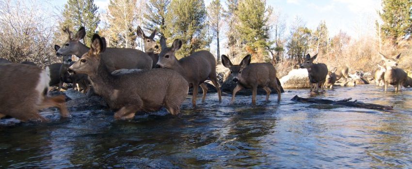 Joe-Riis-5-mule-deer-migration