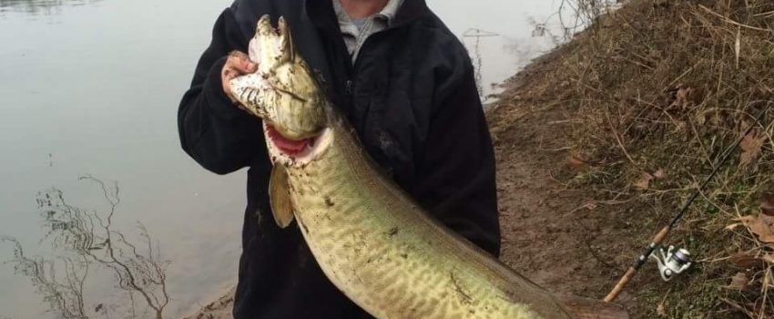 Matt McKee caught this 43-inch muskellunge from a small creek in Maryland.