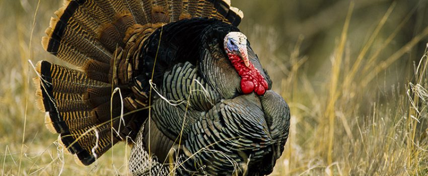 Wild turkey gobbler strutting and displaying. Photo taken on private land along blue Creek North of Oshkosh in Garden County. Grier, Apr. 1995. Copyright NEBRASKAland Magazine, Nebraska Game and Parks Commission.