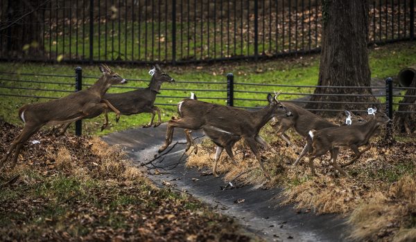 Lots of deer wandering the NIH campus in Bethesda, MD.