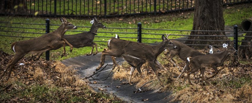 Lots of deer wandering the NIH campus in Bethesda, MD.