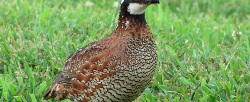 Northern Bob White quail populations are struggling across the nation.  Quail Forever is doing something about it.