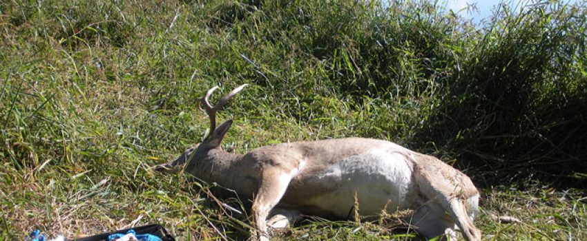Finding a dead deer near water in late summer is an indication of EHD.