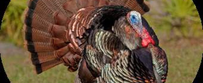 Now's the time to plan an Osceola safari to Florida.