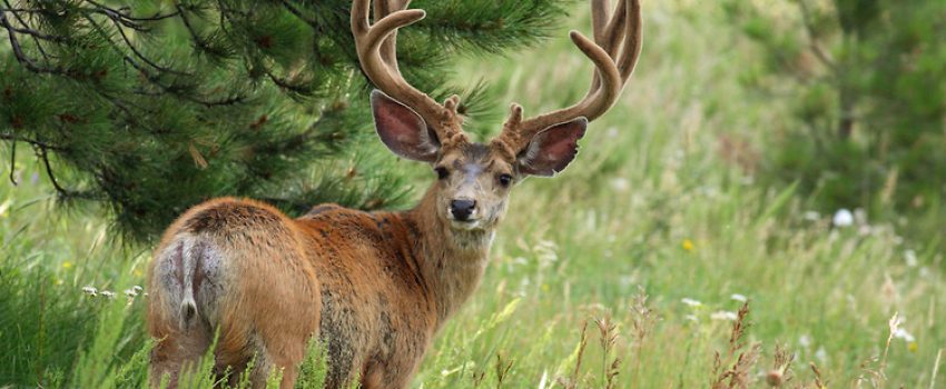 Mule Deer buck in velvet