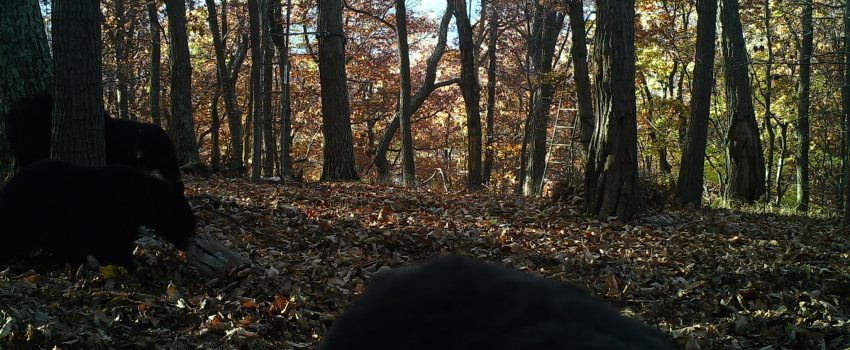 This sow was captured on film moments before it attacled the trail camera.