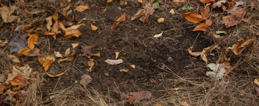 Scrapes are exciting signs in the deer woods.  But, will the buck return?