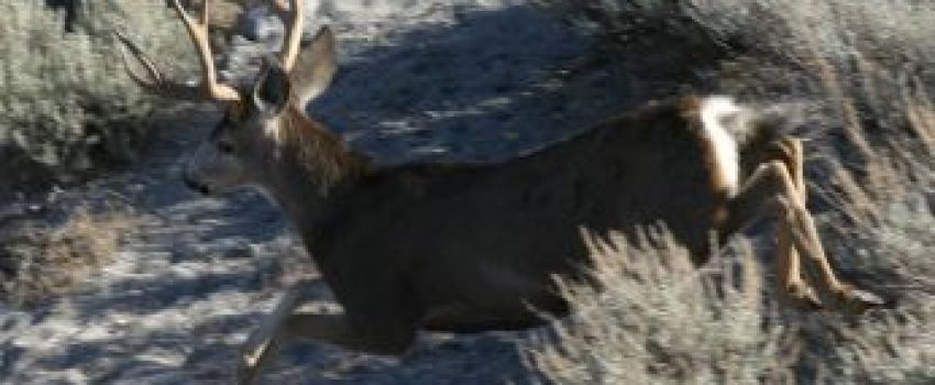 R6_Deer_HuntBuck1 Photo by California department of Fish and Wildlife