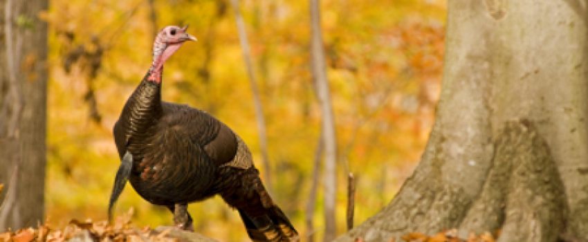 RDH6566-fall-gobbler_web[1]