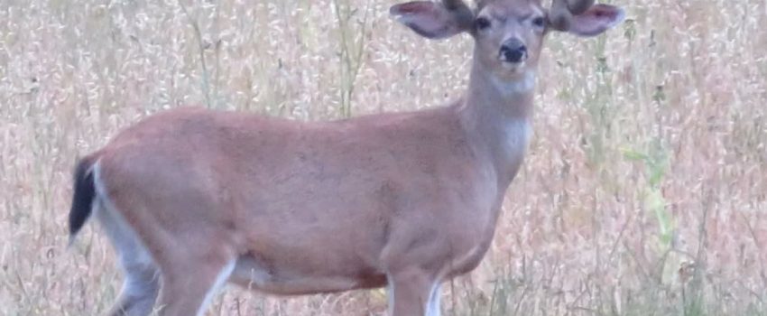 A very unique whitetail deer.
