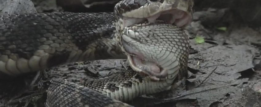 Rattlesnake-VS-Cottonmouth-Snake-in-horrible-forest