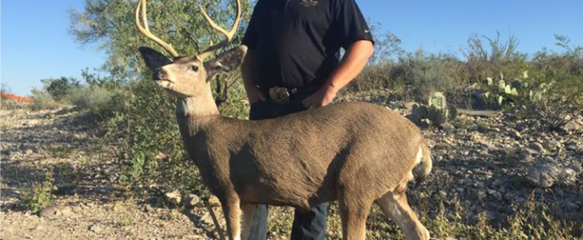 This robotic deer will land poachers in hot water.