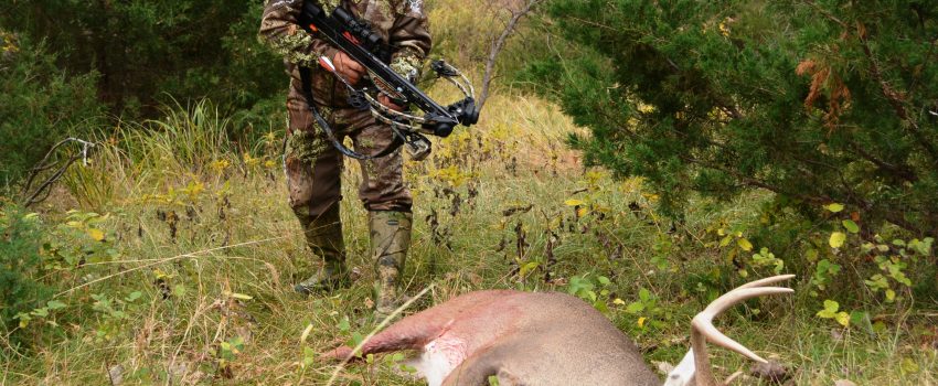 SD Muz Deer 2013 434