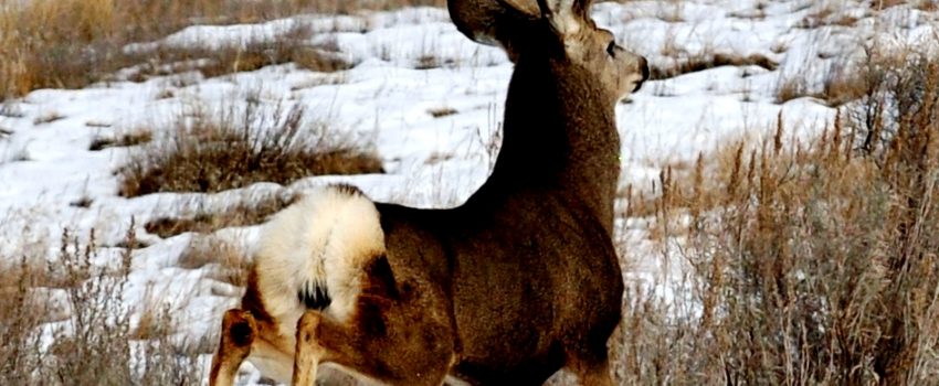 Hunting various species of game can make you a better hunter back home.