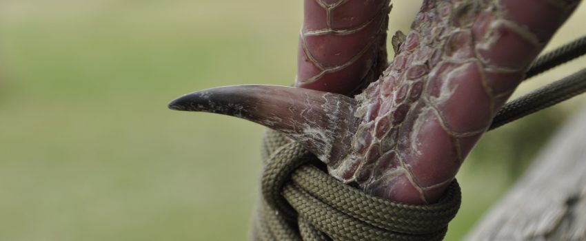 SD Spring Turkey 2012 394