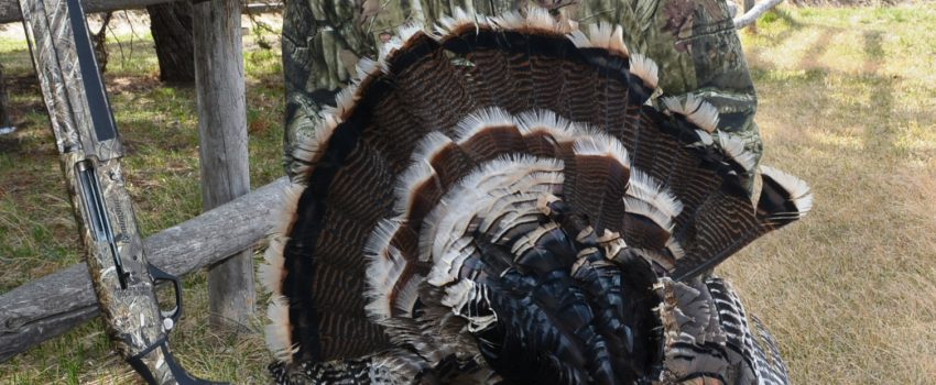 SD Turkey 2014 2 010