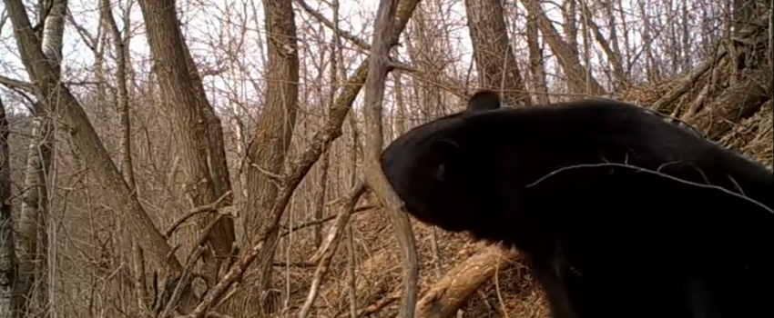 Screenshot 2017-03-03 05.18.38