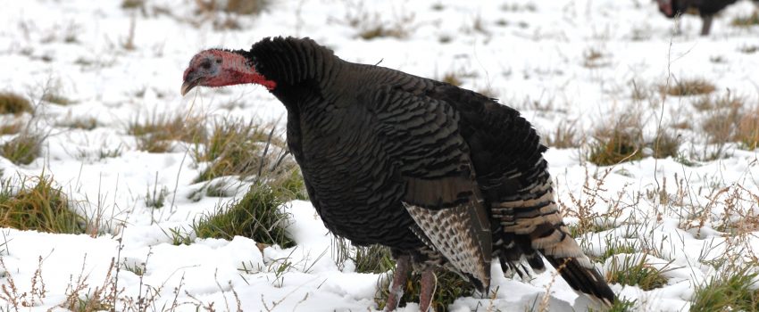 January turkey seasons make for great winter hunting action.