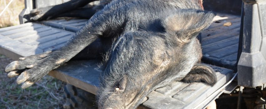 Wild pigs are fun to hunt and good to eat.