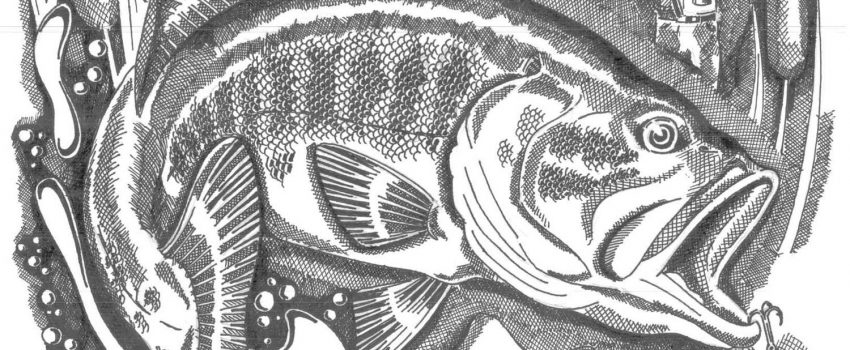 WOE198_Largemouth_Bass_in_the_cattails