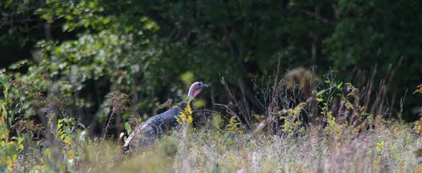 Wild_Turkey, USFWS, Photo by Greg Thompson
