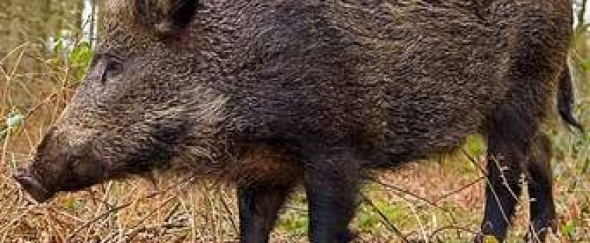 Russian Boar grow to great size and are a popular game animal in Europe.