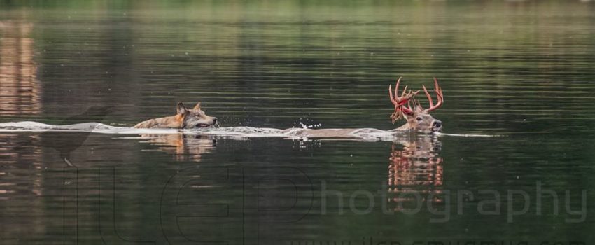 Wolf21617905_10155901436402526_1293391931087798193_n