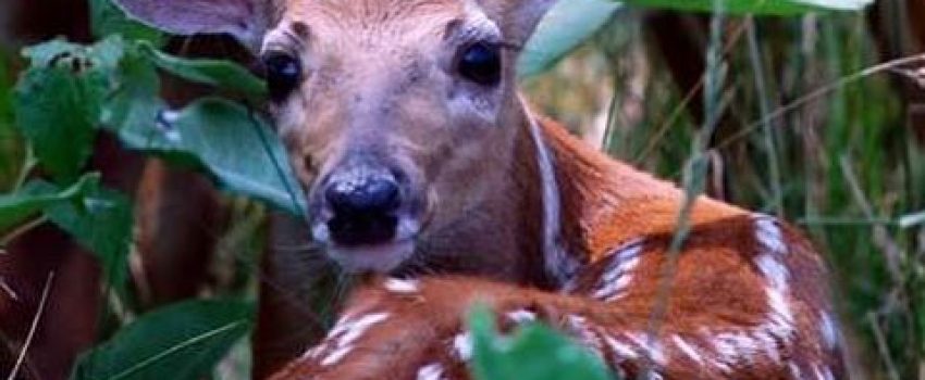 Young deer Photo by Maine Department of Inland Fisheries and Wildlife