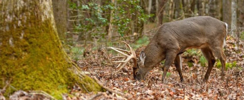 Find hard mast and you'll find deer.