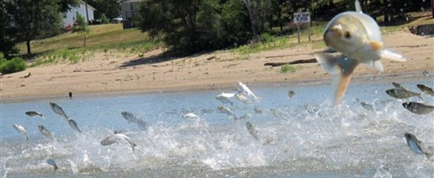 asian carp