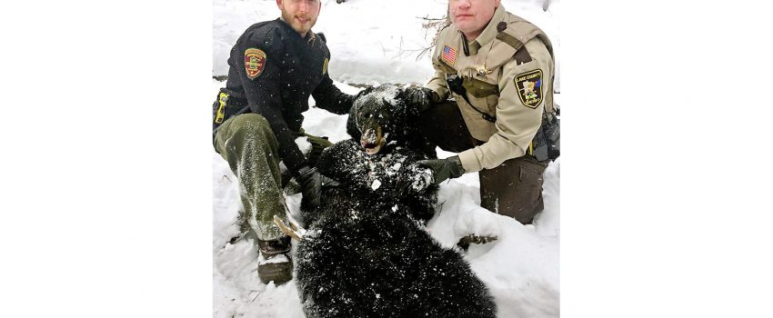 bear_14