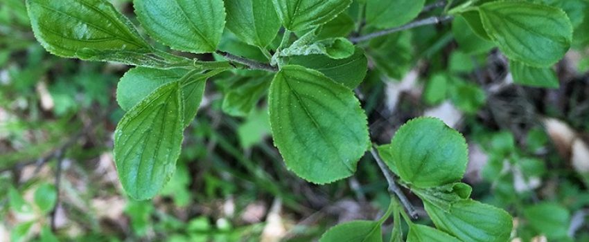 Buckthorn should never be a food plot planting.