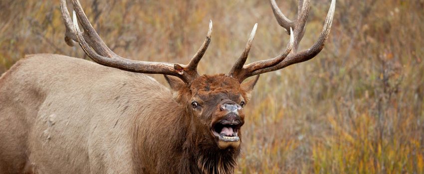 bugling-bull-elk-2-d-robert-franz[1]