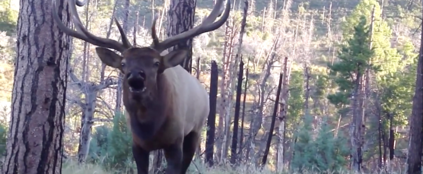 buglingelkscreen-shot-2016-10-27-at-8-31-12-am