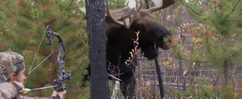 bull moose