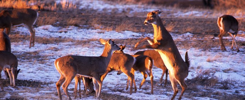 cold temperatures will stress whitetail deer and may cause them to shed early.