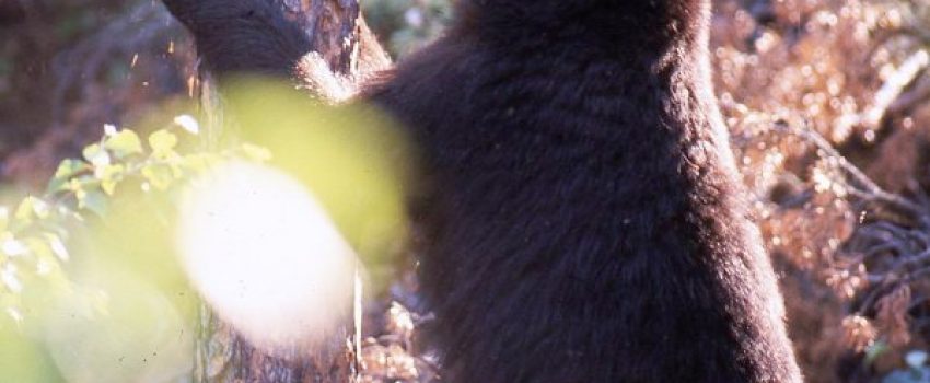 Black bear cubs are forced to leave the family by the mother and then must find territories of their own.