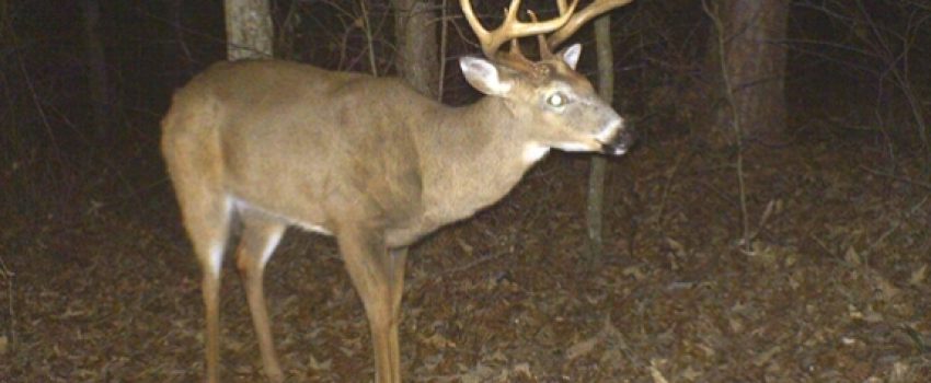 Here's how to post trail cameras for the most effective results.