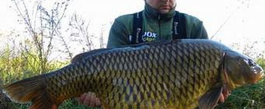 Carp grow to giant size and are fun to bowhunt.