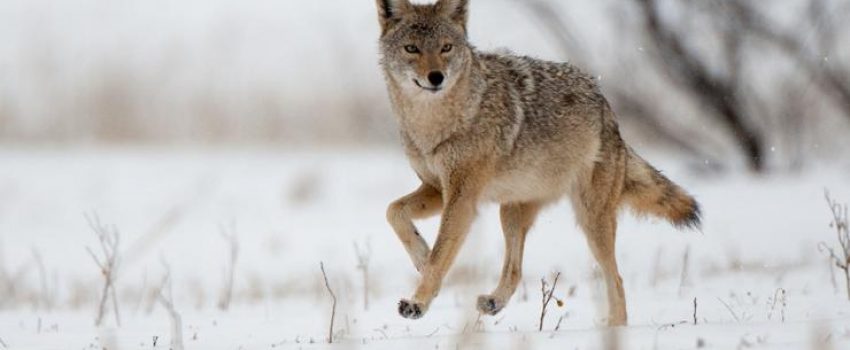 Snow makes coyote hunting much easier.