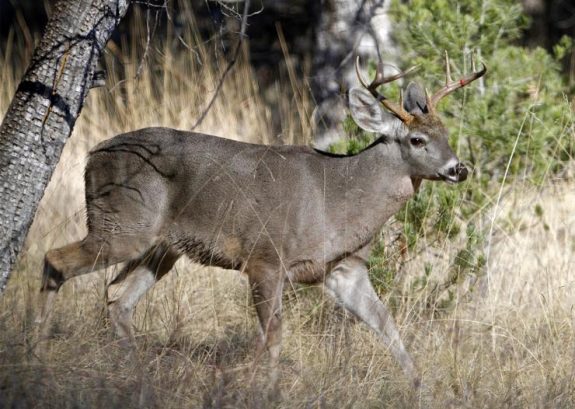 coues deer live