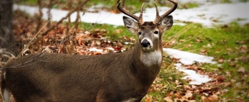 deershutterstockbyedgarleeespe