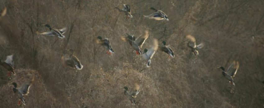 duck