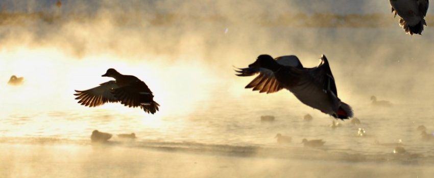 It's not too late for a great duck and goose hunt.