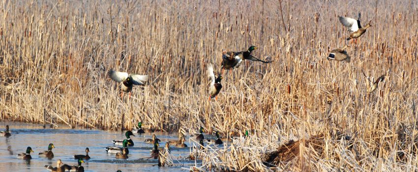 ducks Photo by Ohio Department of Natural Resources