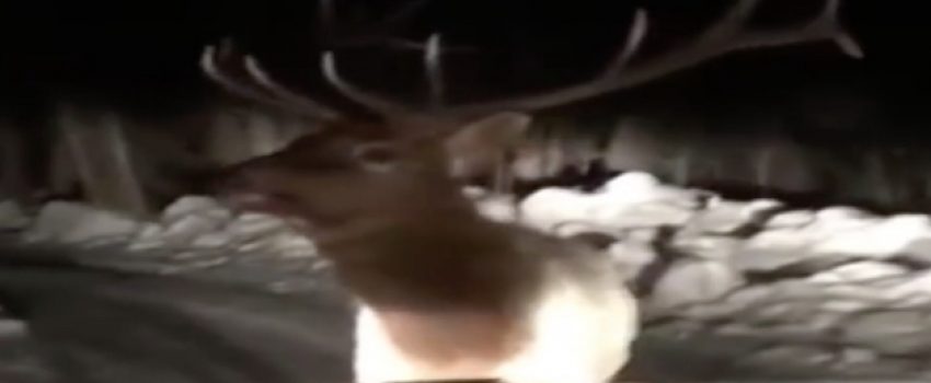 An elk, moose, and pickup in the same spot.