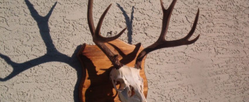 european-deer-Photo-by-Grand-Canyon-Wildlife-Taxidermy-e1383867284197