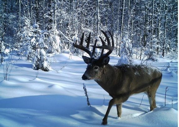 f14e33d074a3c32a61564e79929a6103--deer-photos-deer-hunting