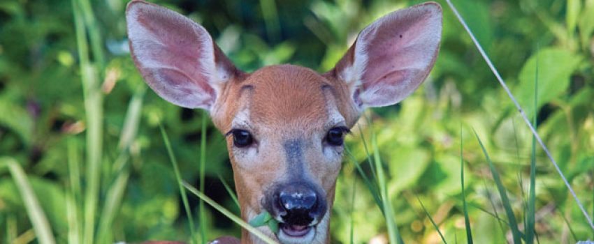 fawn-recruitment-and-predators