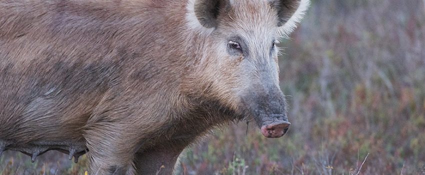 feral_hog